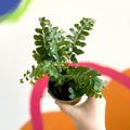 Tree Maidenhair Fern - Didymochlaena truncatula - British Grown - Sprouts of Bristol
