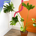 Tree Philodendron - Philodendron bipinnatifidum / selloum - Sprouts of Bristol