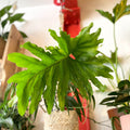 Tree Philodendron - Philodendron bipinnatifidum / selloum - Sprouts of Bristol