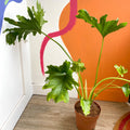 Tree Philodendron - Philodendron bipinnatifidum / selloum - Sprouts of Bristol
