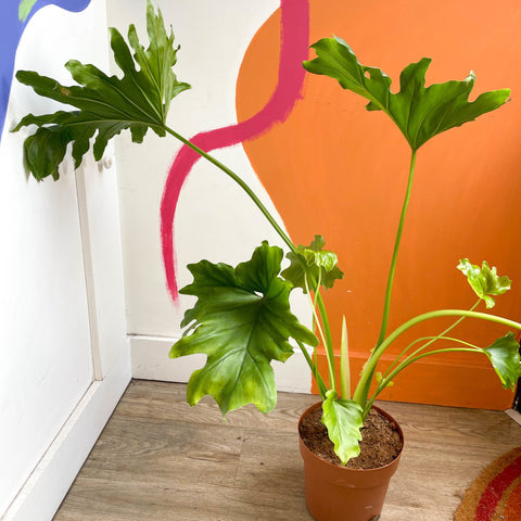Tree Philodendron - Philodendron bipinnatifidum / selloum - Sprouts of Bristol
