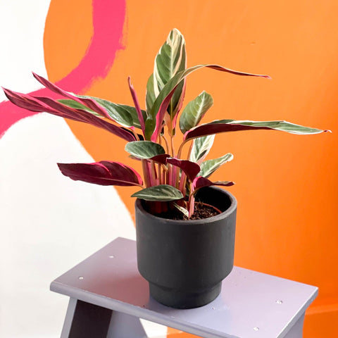 Triostar Calathea - Stromanthe sanguinea 'Triostar' - Sprouts of Bristol