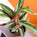 Triostar Calathea - Stromanthe sanguinea 'Triostar' - Sprouts of Bristol