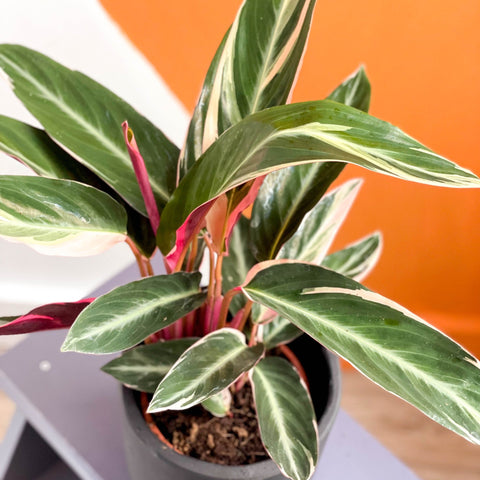 Triostar Calathea - Stromanthe sanguinea 'Triostar' - Sprouts of Bristol