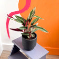 Triostar Calathea - Stromanthe sanguinea 'Triostar' - Sprouts of Bristol