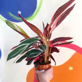 Triostar Calathea - Stromanthe sanguinea 'Triostar' - Sprouts of Bristol