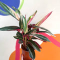 Triostar Calathea - Stromanthe sanguinea 'Triostar' - Sprouts of Bristol