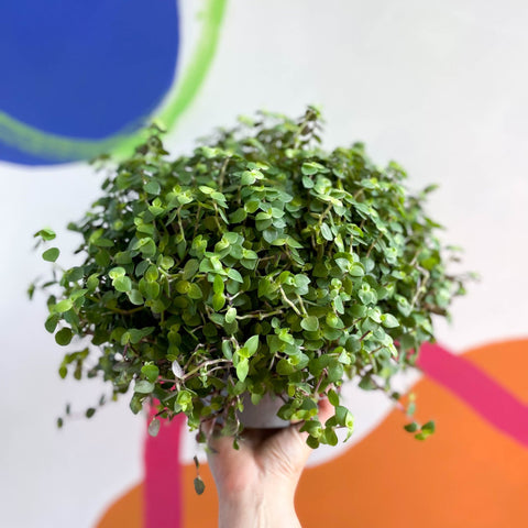 Turtle Vine / Creeping Inch Plant - Callisia repens - Sprouts of Bristol