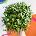 Turtle Vine / Creeping Inch Plant - Callisia repens - Sprouts of Bristol
