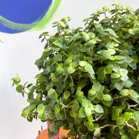 Turtle Vine / Creeping Inch Plant - Callisia repens - Sprouts of Bristol