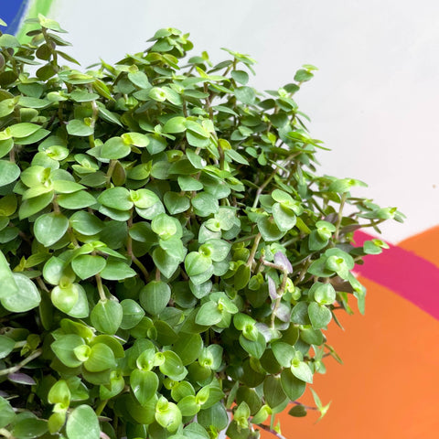 Turtle Vine / Creeping Inch Plant - Callisia repens - Sprouts of Bristol