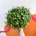 Turtle Vine / Creeping Inch Plant - Callisia repens - Sprouts of Bristol