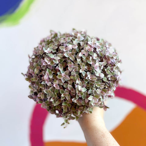 Turtle Vine / Creeping Inch Plant - Callisia rosata 'Pink Lady' - Sprouts of Bristol