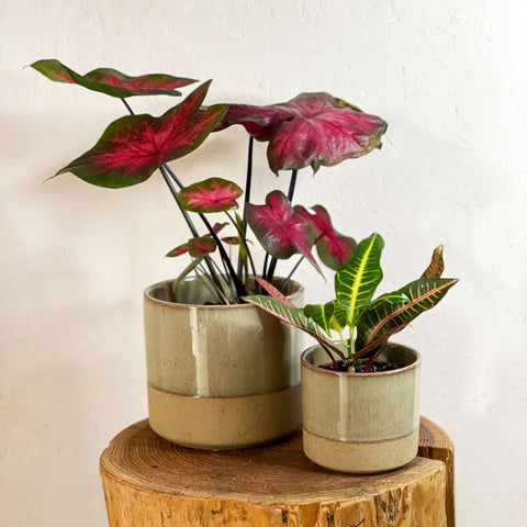 Two-tone Split Glaze Lago Planter - Various Sizes - Sprouts of Bristol