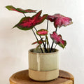 Two-tone Split Glaze Lago Planter - Various Sizes - Sprouts of Bristol