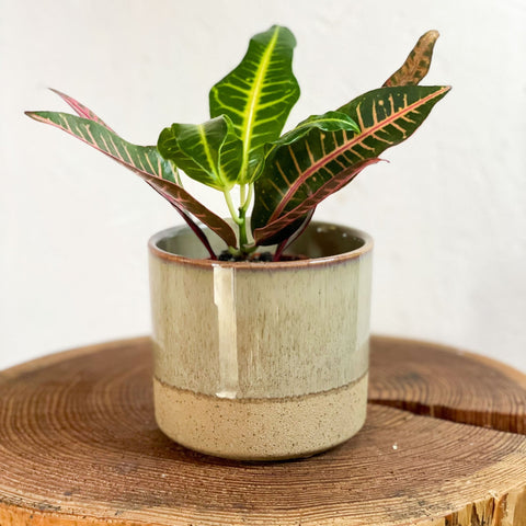 Two-tone Split Glaze Lago Planter - Various Sizes - Sprouts of Bristol