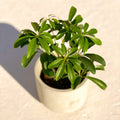 Umbrella Plant - Schefflera arboricola luseana - Sprouts of Bristol