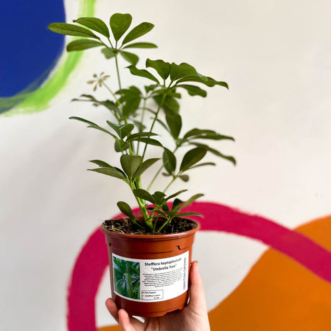Umbrella Plant - Schefflera - British Grown - Sprouts of Bristol