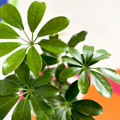 Umbrella Plant - Schefflera - British Grown - Sprouts of Bristol