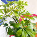 Umbrella Plant - Schefflera 'Nora' - Sprouts of Bristol