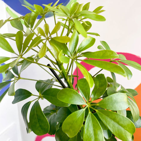 Umbrella Plant - Schefflera 'Nora' - Sprouts of Bristol