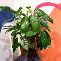Umbrella Tree - Schefflera actinophylla 'Amate' - Sprouts of Bristol