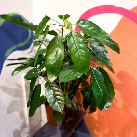 Umbrella Tree - Schefflera actinophylla 'Amate' - Sprouts of Bristol