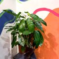 Umbrella Tree - Schefflera actinophylla 'Amate' - Sprouts of Bristol