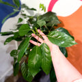 Umbrella Tree - Schefflera actinophylla 'Amate' - Sprouts of Bristol