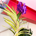 Vanda Orchid - Vandaceous - Sprouts of Bristol