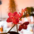 Vanda Orchid - Vandaceous - Sprouts of Bristol