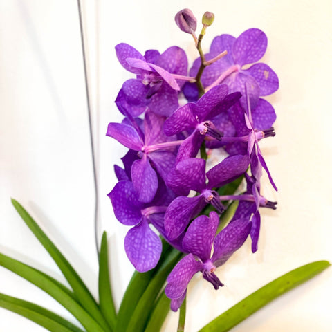 Vanda Orchid - Vandaceous - Sprouts of Bristol