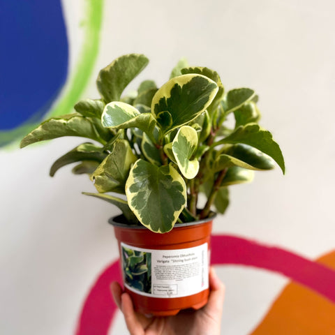 Variegated Baby Rubberplant - Peperomia obtusifolia `Variegata' - British Grown - Sprouts of Bristol