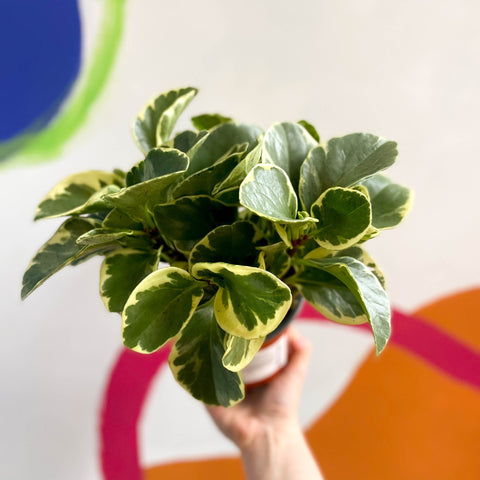 Variegated Baby Rubberplant - Peperomia obtusifolia `Variegata' - British Grown - Sprouts of Bristol