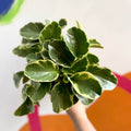 Variegated Baby Rubberplant - Peperomia obtusifolia `Variegata' - British Grown - Sprouts of Bristol