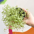 Variegated Baby's tears - Soleirolia soleirolii variegata - Sprouts of Bristol