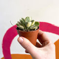 Variegated Bear Paws Succulent - Cotyledon ladismithiensis variegata - Sprouts of Bristol