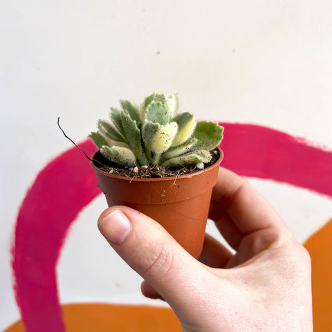 Variegated Bear Paws Succulent - Cotyledon ladismithiensis variegata - Sprouts of Bristol