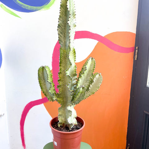 Variegated Candelabra Cactus - Euphorbia erytrea variegata - Sprouts of Bristol