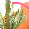 Variegated Candelabra Cactus - Euphorbia erytrea variegata - Sprouts of Bristol