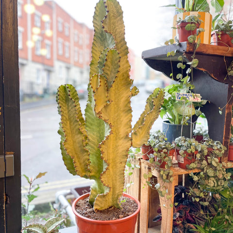 Variegated Candelabra Cactus - Euphorbia erytrea variegata - Sprouts of Bristol