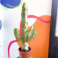 Variegated Candelabra Cactus - Euphorbia erytrea variegata - Sprouts of Bristol