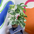 Variegated Cheese Plant - Monstera deliciosa 'Albo' variegata - Sprouts of Bristol