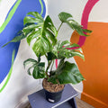 Variegated Cheese Plant - Monstera deliciosa 'Albo' variegata - Sprouts of Bristol