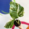 Variegated Cheese Plant - Monstera deliciosa 'Albo' variegata - Sprouts of Bristol