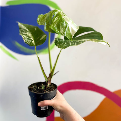 Variegated Cheese Plant - Monstera deliciosa 'Albo' variegata - Sprouts of Bristol
