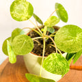 Variegated Chinese Money Leaf - Pilea peperomioides ‘Mojito’ - Sprouts of Bristol