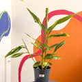 Variegated Ginger - Alpinia zerumbet 'Variegata' - Sprouts of Bristol