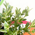 Variegated Goldfish Plant - Nematanthus radicans - Welsh Grown - Sprouts of Bristol