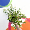 Variegated Goldfish Plant - Nematanthus radicans - Welsh Grown - Sprouts of Bristol